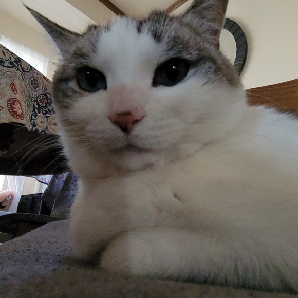 Meet your Posher, Sage - Picture 4 of 4